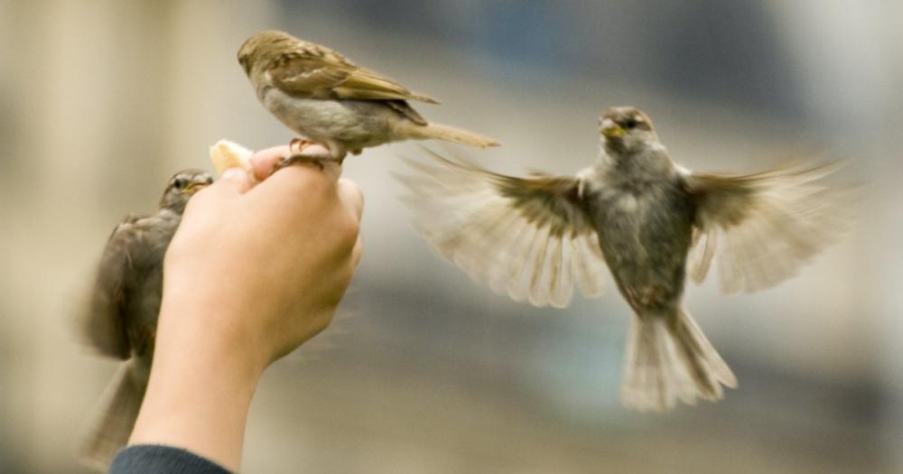 Petition Coronakrise Die Vogel Verhungern In Den Stadten